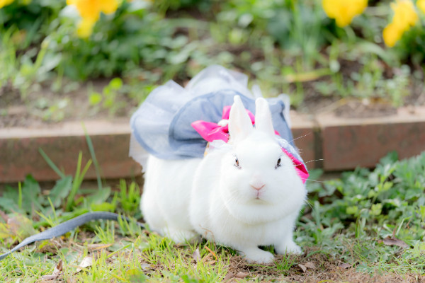 うさぎ,癒される,うさぎカフェ