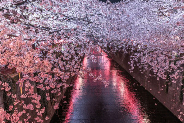 お花見,デート,桜
