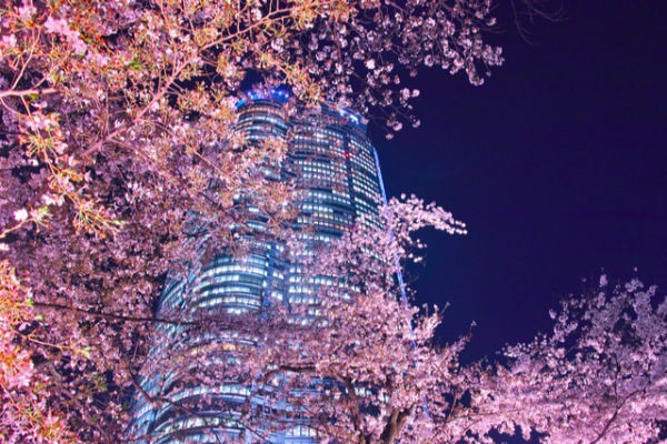お花見,デート,桜