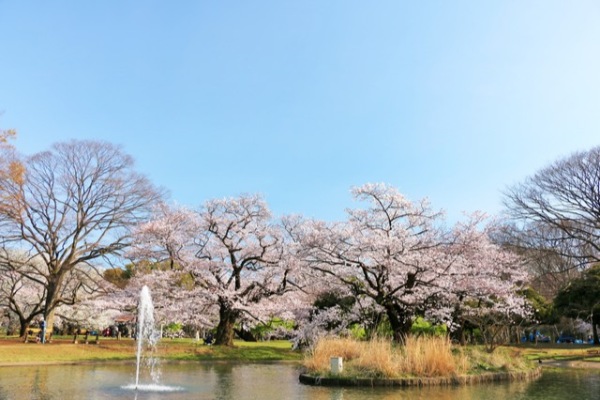 お花見,デート,桜