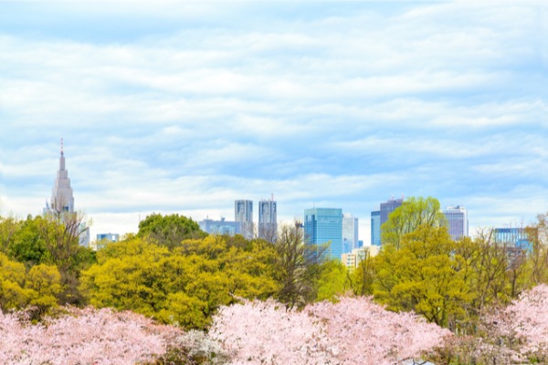お花見,デート,桜