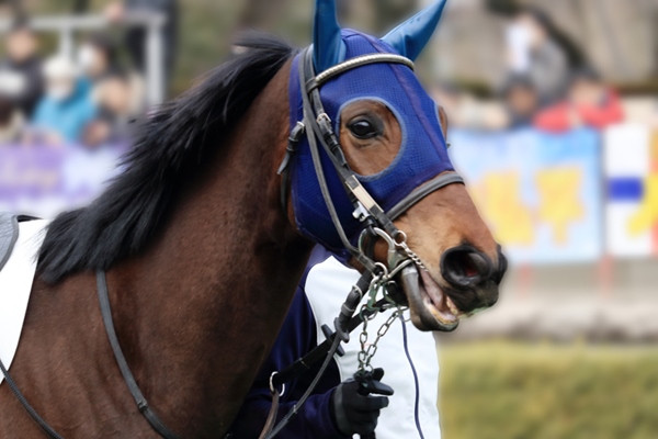 競走馬,手に入れる