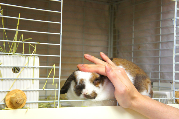 うさぎ,癒される,うさぎカフェ