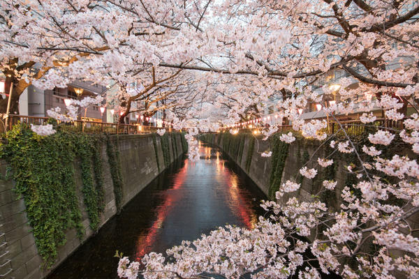 お花見,デート,桜