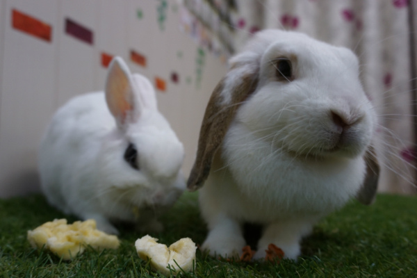 うさぎ,癒される,うさぎカフェ