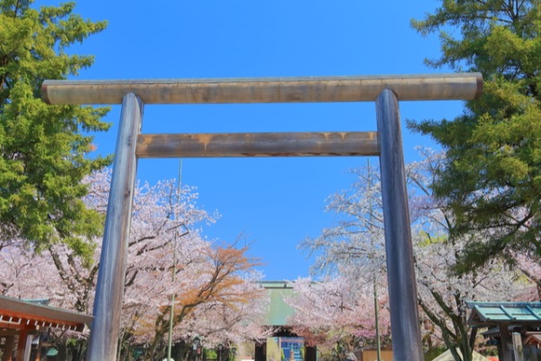 お花見,デート,桜