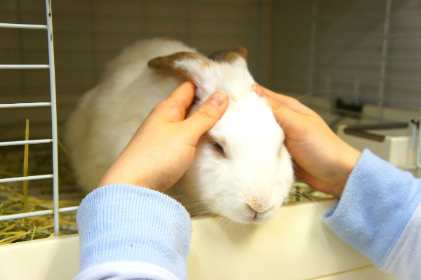 うさぎ,癒される,うさぎカフェ