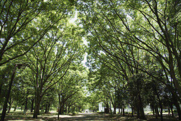 ピクニック,公園