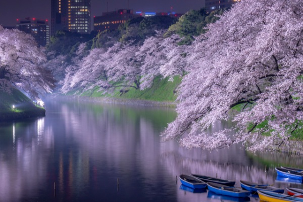 お花見,デート,桜