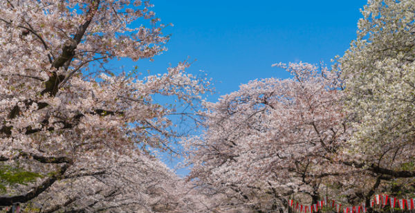 お花見,デート,桜