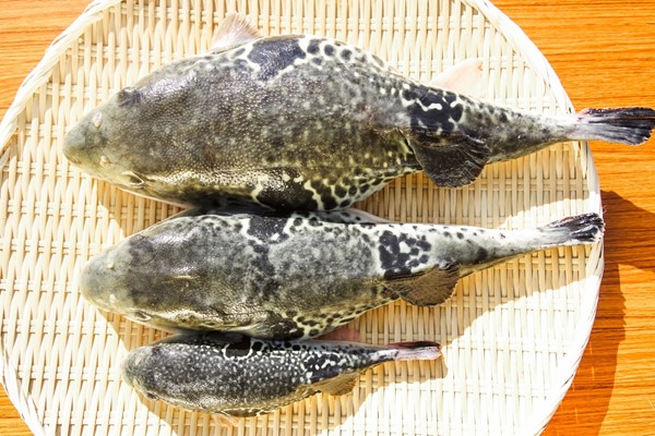 鳴門海峡,渦潮,淡路島3年とらふぐ